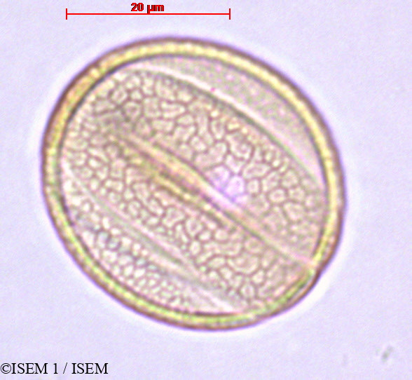 ISEM 1/Salvia_microphylla_27893/Salvia_microphylla_27893_0003(copy).jpg